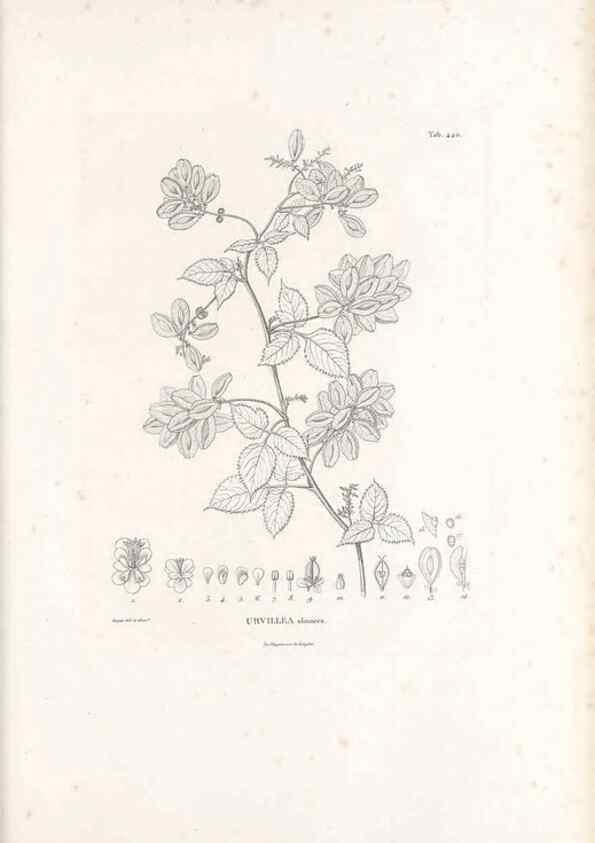 Reproducción/Reproduction 49521911537: Nova genera et species plantarum :. Antverpiae :Ex officina Christophori Plantini ...,1576.. 