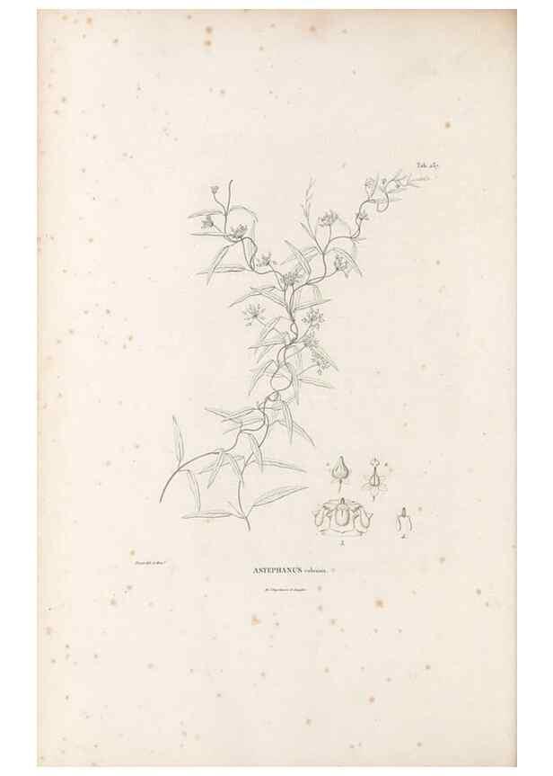 Reproducción/Reproduction 49521028488: Nova genera et species plantarum :. Antverpiae :Ex officina Christophori Plantini ...,1576.. 