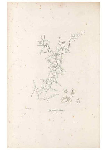 Reproducción/Reproduction 49521028488: Nova genera et species plantarum :. Antverpiae :Ex officina Christophori Plantini ...,1576.. 