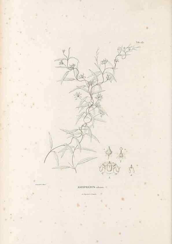 Reproducción/Reproduction 49521028488: Nova genera et species plantarum :. Antverpiae :Ex officina Christophori Plantini ...,1576.. 