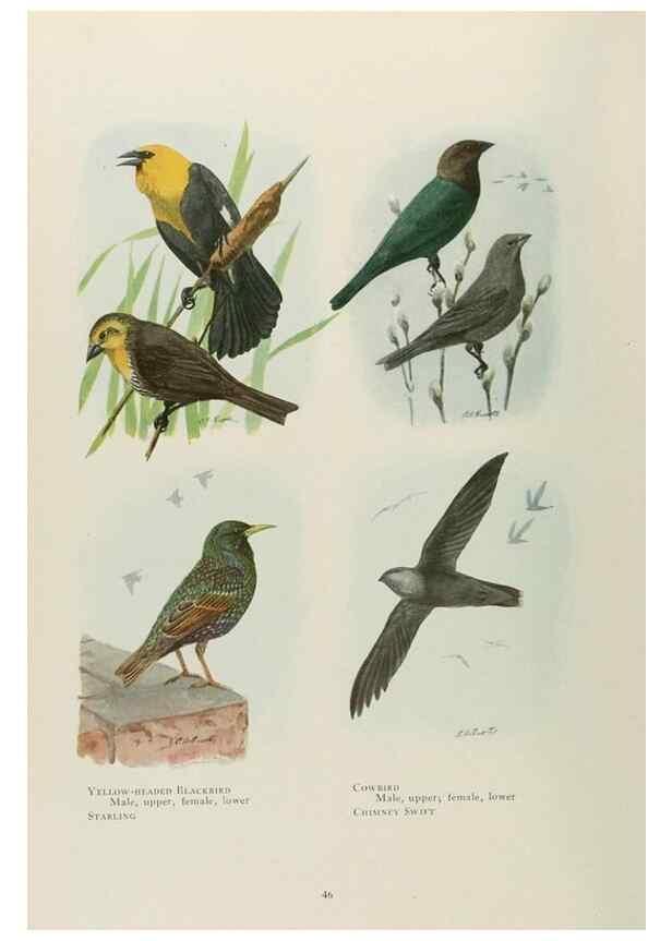 Reproducción/Reproduction 49526858157: The book of birds;. Washington, D.C.,National Geographic Society,1921.. 