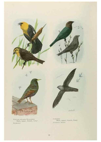 Reproducción/Reproduction 49526858157: The book of birds;. Washington, D.C.,National Geographic Society,1921.. 
