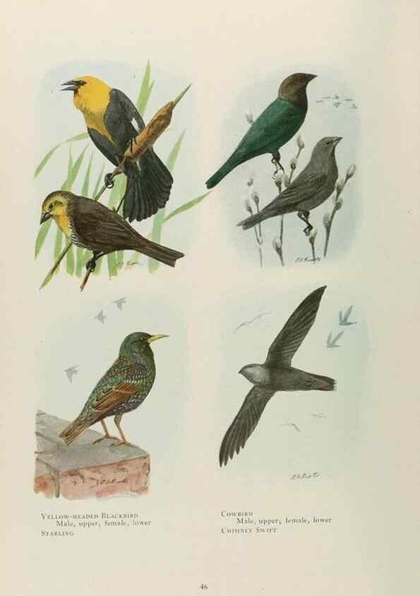 Reproducción/Reproduction 49526858157: The book of birds;. Washington, D.C.,National Geographic Society,1921.. 