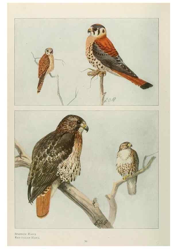 Reproducción/Reproduction 49526858617: The book of birds;. Washington, D.C.,National Geographic Society,1921.. 