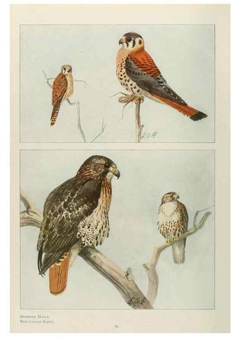 Reproducción/Reproduction 49526858617: The book of birds;. Washington, D.C.,National Geographic Society,1921.. 