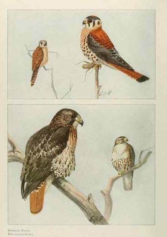 Reproducción/Reproduction 49526858617: The book of birds;. Washington, D.C.,National Geographic Society,1921.. 