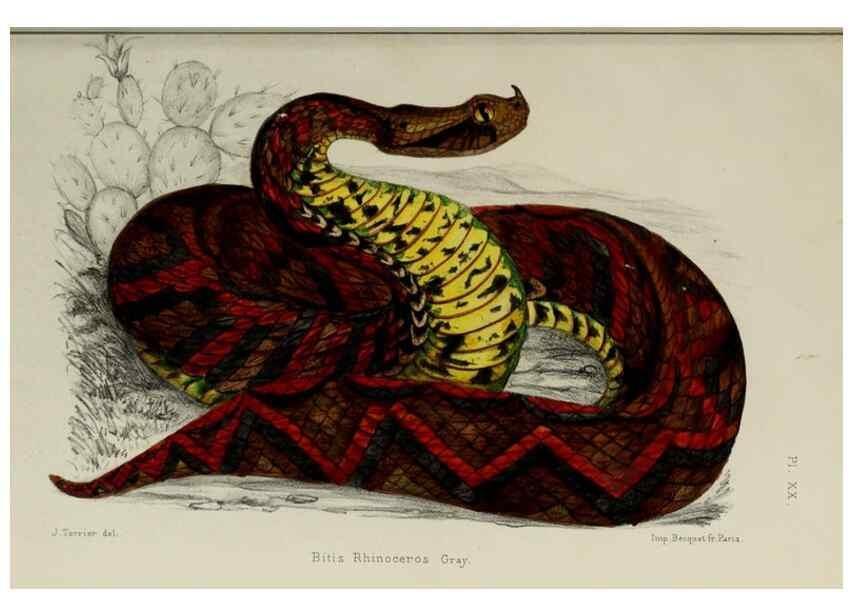 Reproducción/Reproduction 49552110216: Faune de la Sénégambie. Paris :O. Doin,1883-1887.. 