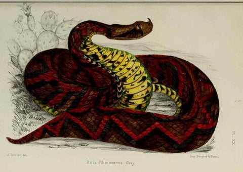 Reproducción/Reproduction 49552110216: Faune de la Sénégambie. Paris :O. Doin,1883-1887.. 