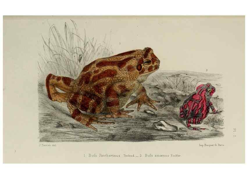 Reproducción/Reproduction 49551613638: Faune de la Sénégambie. Paris :O. Doin,1883-1887.. 