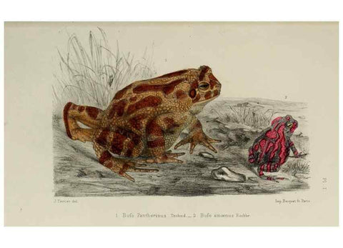 Reproducción/Reproduction 49551613638: Faune de la Sénégambie. Paris :O. Doin,1883-1887.. 