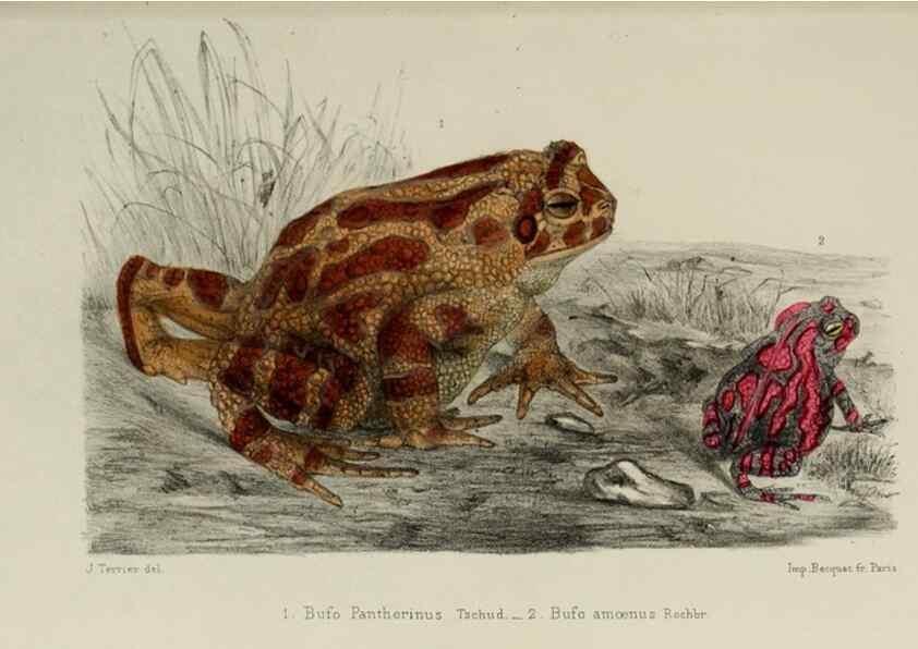 Reproducción/Reproduction 49551613638: Faune de la Sénégambie. Paris :O. Doin,1883-1887.. 