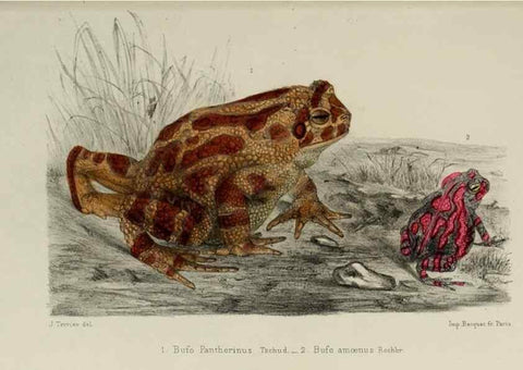 Reproducción/Reproduction 49551613638: Faune de la Sénégambie. Paris :O. Doin,1883-1887.. 