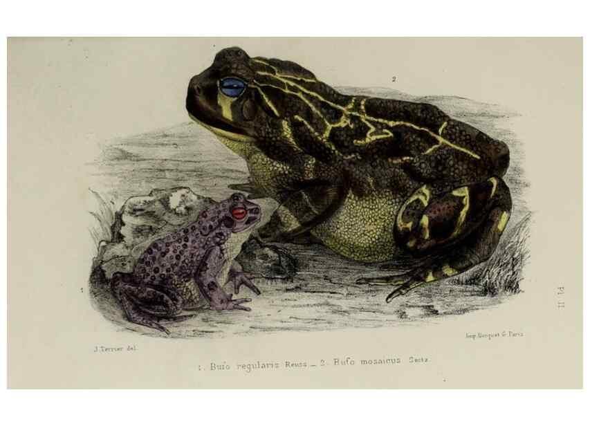 Reproducción/Reproduction 49552110621: Faune de la Sénégambie. Paris :O. Doin,1883-1887.. 