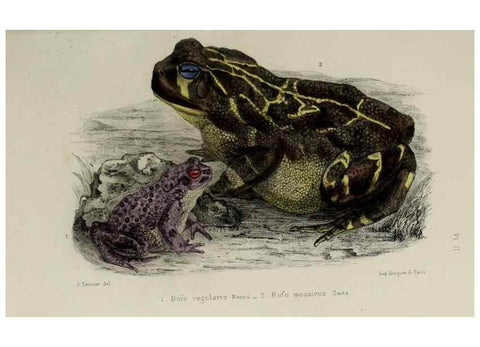Reproducción/Reproduction 49552110621: Faune de la Sénégambie. Paris :O. Doin,1883-1887.. 