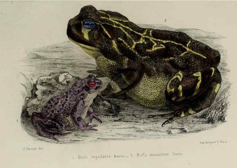 Reproducción/Reproduction 49552110621: Faune de la Sénégambie. Paris :O. Doin,1883-1887.. 