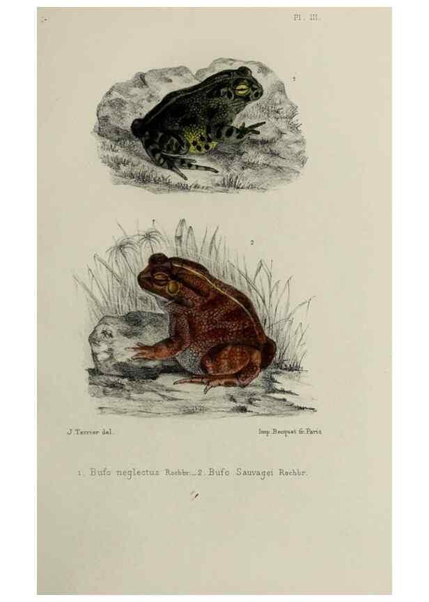 Reproducción/Reproduction 49552110781: Faune de la Sénégambie. Paris :O. Doin,1883-1887.. 