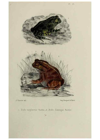 Reproducción/Reproduction 49552110781: Faune de la Sénégambie. Paris :O. Doin,1883-1887.. 