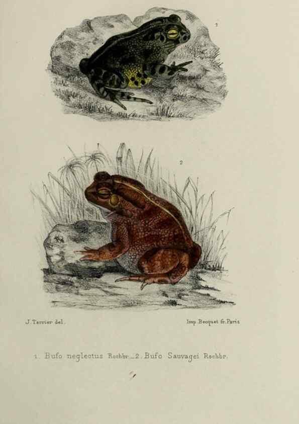 Reproducción/Reproduction 49552110781: Faune de la Sénégambie. Paris :O. Doin,1883-1887.. 