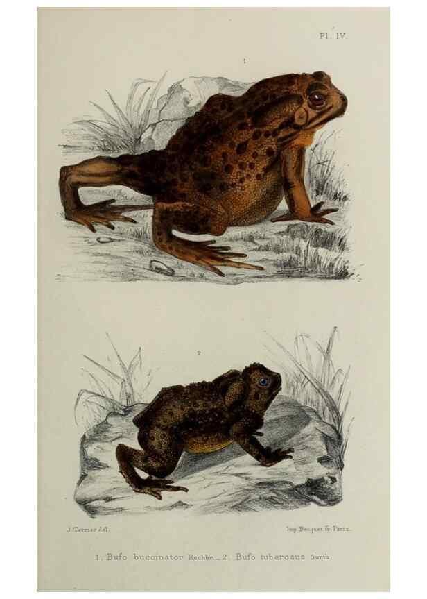 Reproducción/Reproduction 49552348882: Faune de la Sénégambie. Paris :O. Doin,1883-1887.. 