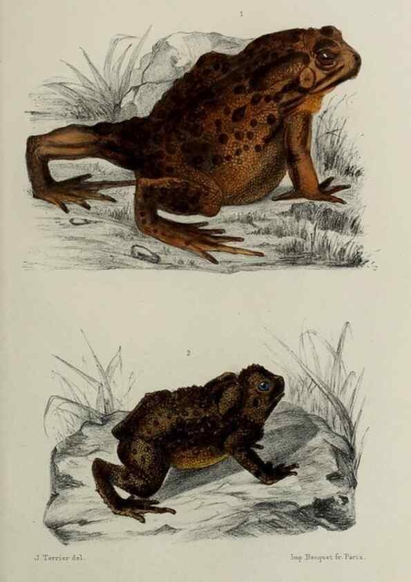 Reproducción/Reproduction 49552348882: Faune de la Sénégambie. Paris :O. Doin,1883-1887.. 