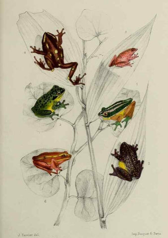 Reproducción/Reproduction 49551614493: Faune de la Sénégambie. Paris :O. Doin,1883-1887.. 