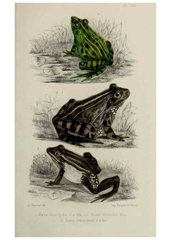 Reproducción/Reproduction 49551614823: Faune de la Sénégambie. Paris :O. Doin,1883-1887.. 