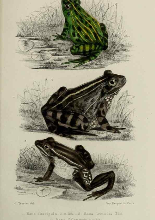 Reproducción/Reproduction 49551614823: Faune de la Sénégambie. Paris :O. Doin,1883-1887.. 