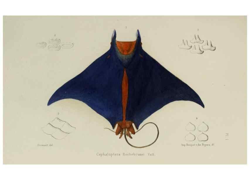 Reproducción/Reproduction 49551615273: Faune de la Sénégambie. Paris :O. Doin,1883-1887.. 