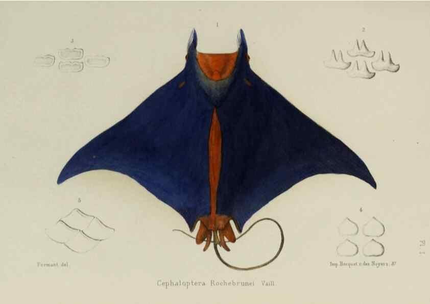 Reproducción/Reproduction 49551615273: Faune de la Sénégambie. Paris :O. Doin,1883-1887.. 