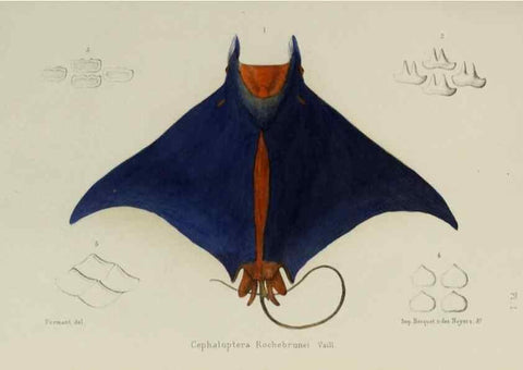Reproducción/Reproduction 49551615273: Faune de la Sénégambie. Paris :O. Doin,1883-1887.. 