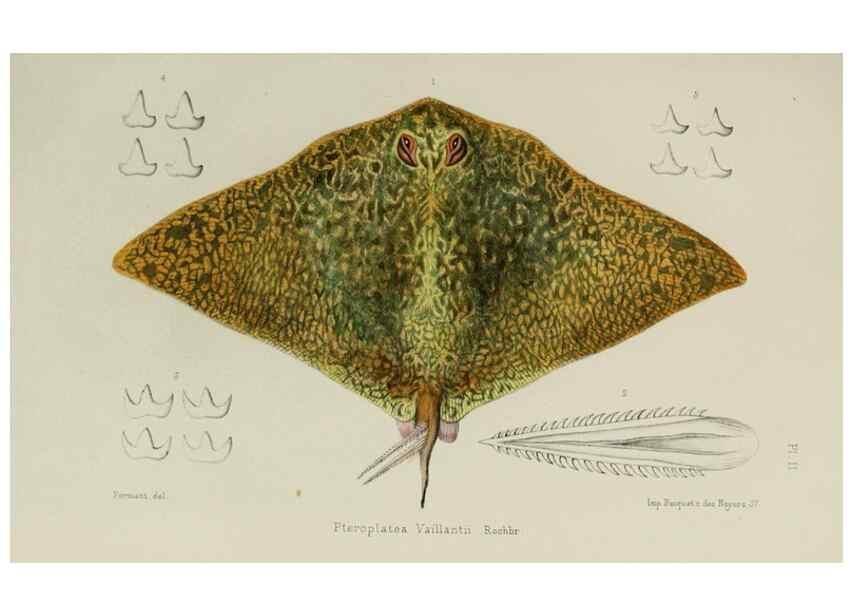 Reproducción/Reproduction 49552350227: Faune de la Sénégambie. Paris :O. Doin,1883-1887.. 