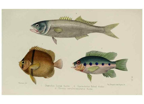 Reproducción/Reproduction 49552112766: Faune de la Sénégambie. Paris :O. Doin,1883-1887.. 