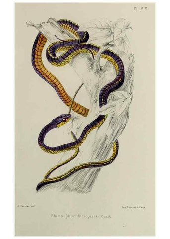Reproducción/Reproduction 49551613218: Faune de la Sénégambie. Paris :O. Doin,1883-1887.. 