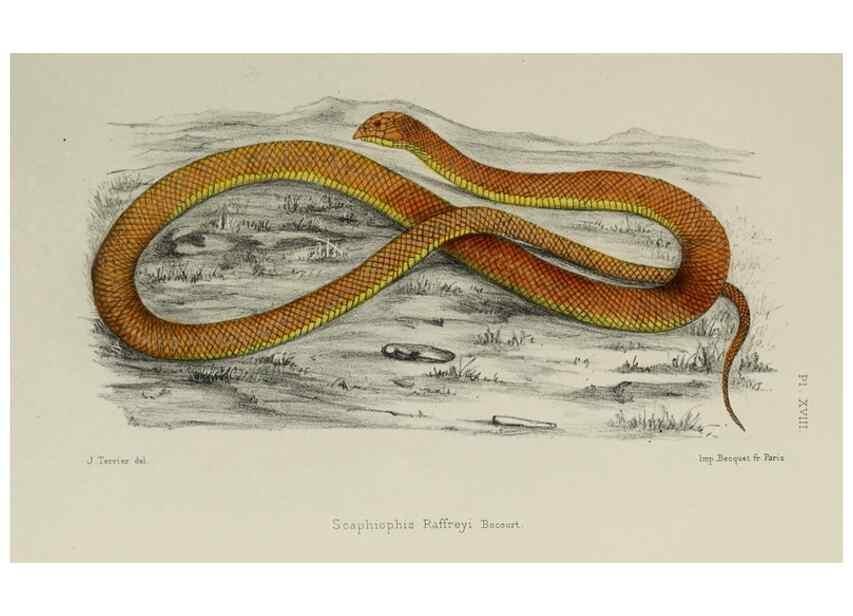 Reproducción/Reproduction 49551612888: Faune de la Sénégambie. Paris :O. Doin,1883-1887.. 