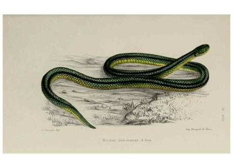 Reproducción/Reproduction 49551612478: Faune de la Sénégambie. Paris :O. Doin,1883-1887.. 