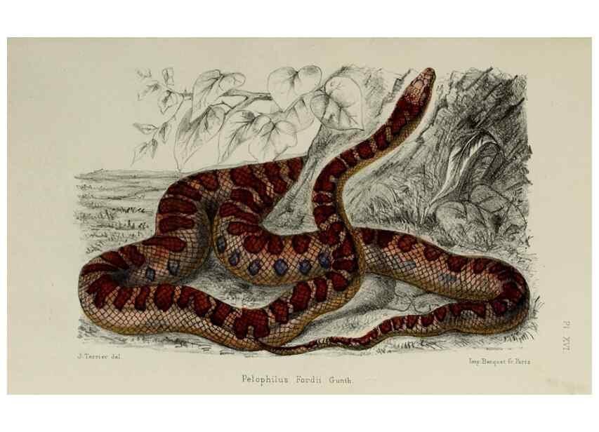 Reproducción/Reproduction 49551612278: Faune de la Sénégambie. Paris :O. Doin,1883-1887.. 