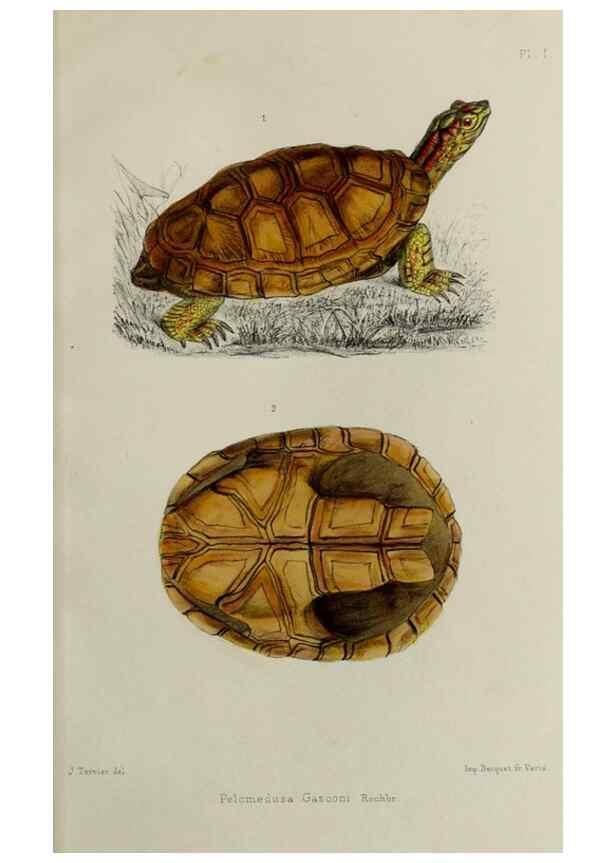 Reproducción/Reproduction 49552341392: Faune de la Sénégambie. Paris :O. Doin,1883-1887.. 