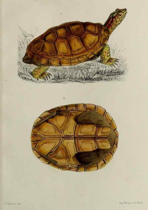 Reproducción/Reproduction 49552341392: Faune de la Sénégambie. Paris :O. Doin,1883-1887.. 