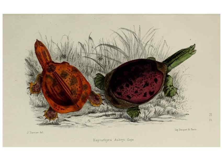 Reproducción/Reproduction 49552341577: Faune de la Sénégambie. Paris :O. Doin,1883-1887.. 