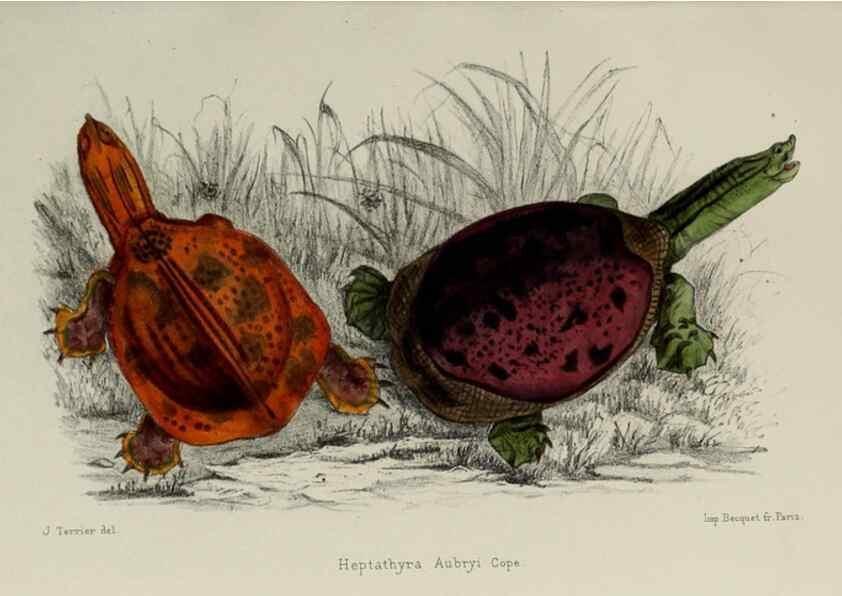 Reproducción/Reproduction 49552341577: Faune de la Sénégambie. Paris :O. Doin,1883-1887.. 