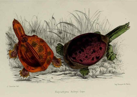 Reproducción/Reproduction 49552341577: Faune de la Sénégambie. Paris :O. Doin,1883-1887.. 