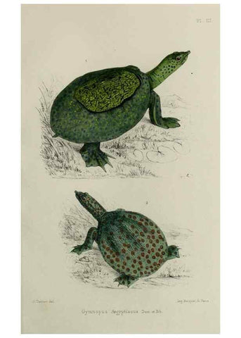 Reproducción/Reproduction 49551607703: Faune de la Sénégambie. Paris :O. Doin,1883-1887.. 
