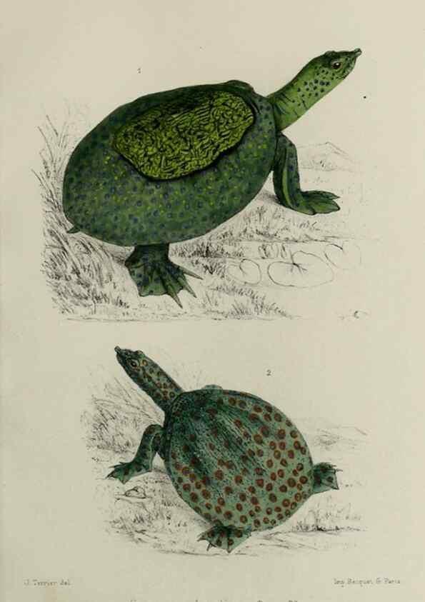 Reproducción/Reproduction 49551607703: Faune de la Sénégambie. Paris :O. Doin,1883-1887.. 