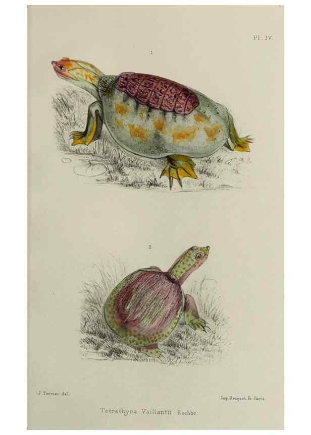 Reproducción/Reproduction 49552342462: Faune de la Sénégambie. Paris :O. Doin,1883-1887.. 