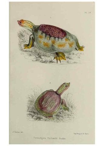 Reproducción/Reproduction 49552342462: Faune de la Sénégambie. Paris :O. Doin,1883-1887.. 