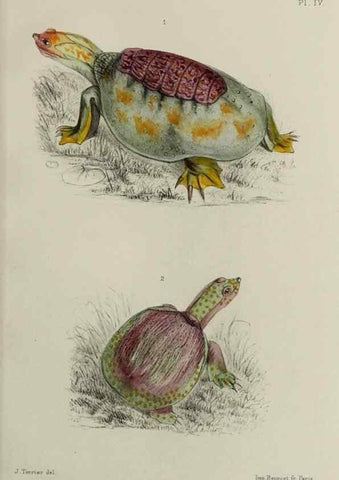 Reproducción/Reproduction 49552342462: Faune de la Sénégambie. Paris :O. Doin,1883-1887.. 