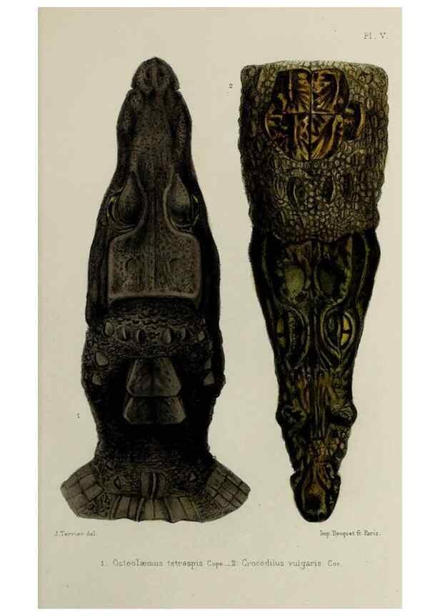 Reproducción/Reproduction 49552105181: Faune de la Sénégambie. Paris :O. Doin,1883-1887.. 