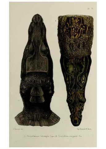 Reproducción/Reproduction 49552105181: Faune de la Sénégambie. Paris :O. Doin,1883-1887.. 