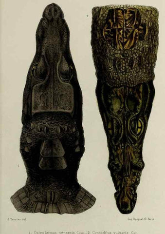 Reproducción/Reproduction 49552105181: Faune de la Sénégambie. Paris :O. Doin,1883-1887.. 