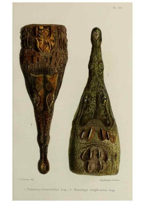 Reproducción/Reproduction 49552343357: Faune de la Sénégambie. Paris :O. Doin,1883-1887.. 